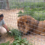 Merlin the Lion
