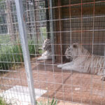 White Tigers Nikki and Madison