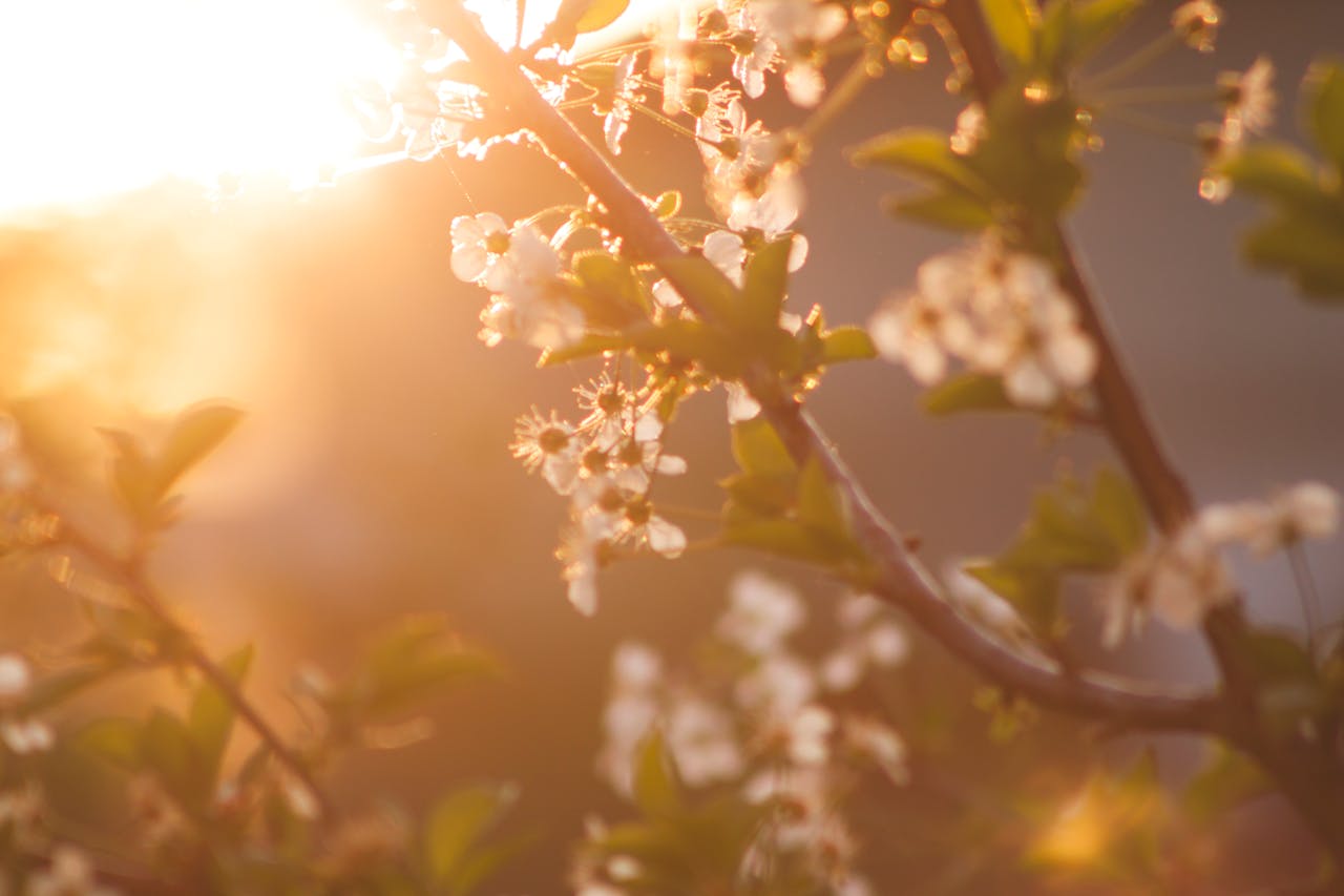 Celebrate spring break in Branson, MO