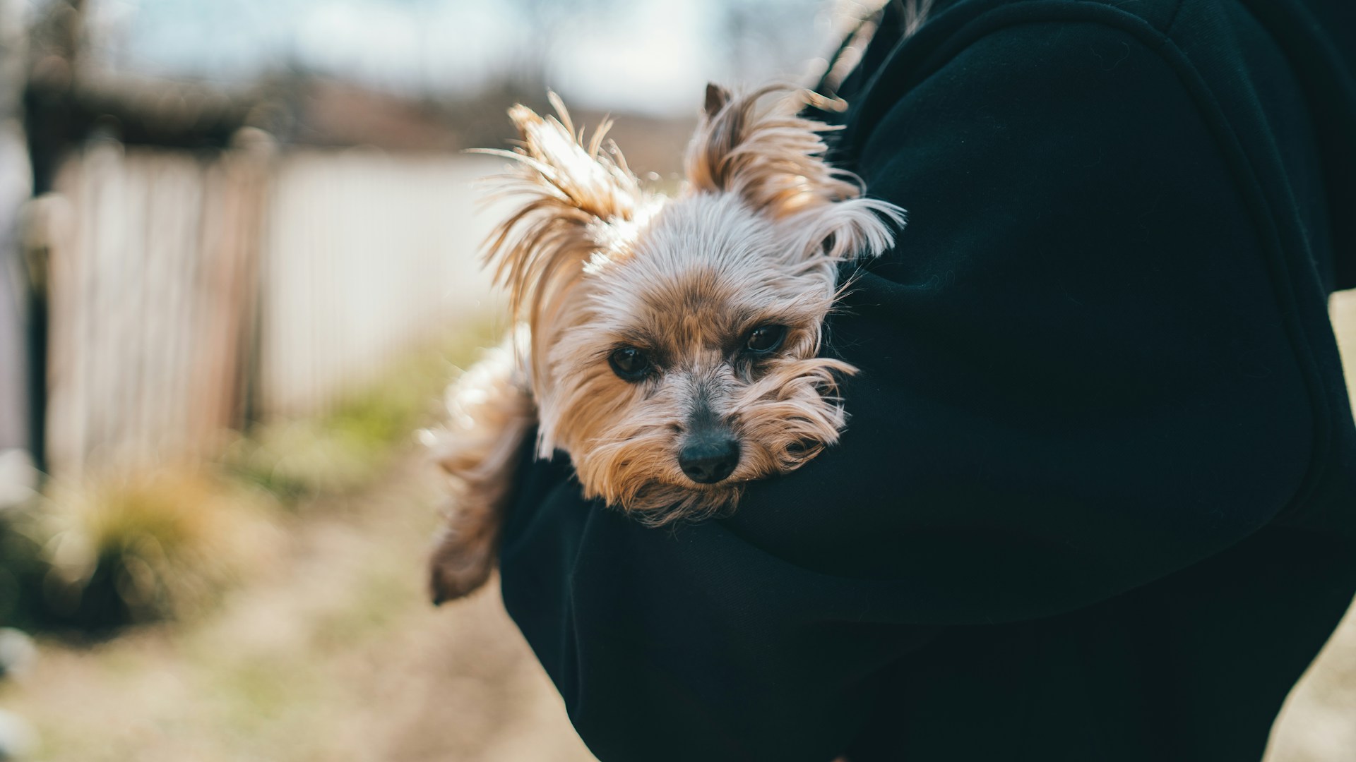 Book your Branson pet-friendly vacation