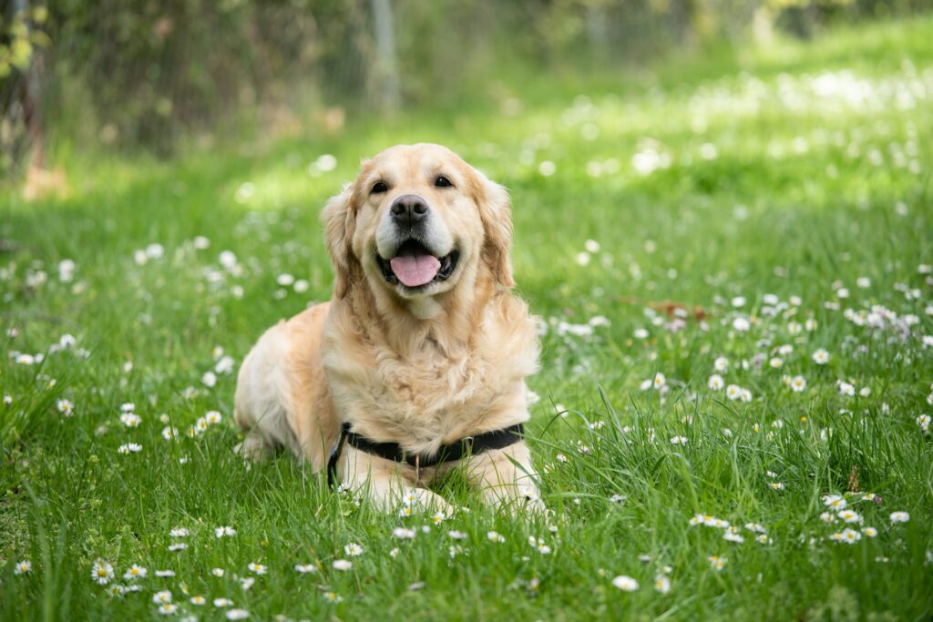 A dog sitting in the grass